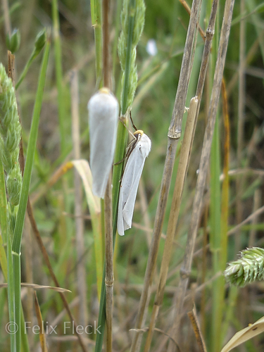 Coscinia chrysocephala
