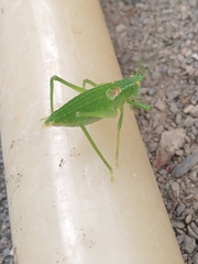 Tettigoniidae