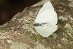Hesperocharis