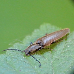 Proludius protractus