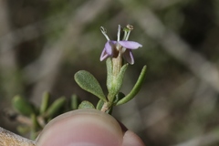 Lycium brevipes hassei