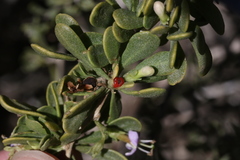 Lycium brevipes hassei