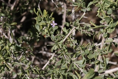 Lycium brevipes hassei