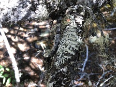 Hypogymnia occidentalis