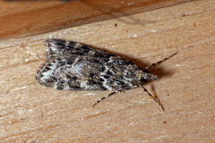 Scoparia basistrigalis