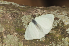 Hesperocharis