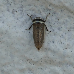 Pendarus magnus