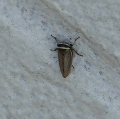 Pendarus magnus
