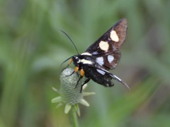 Androloma disparata