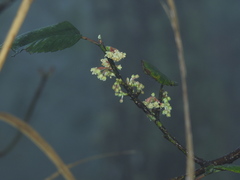 Cercocarpus macrophyllus
