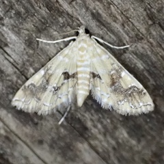 Elophila nebulosalis