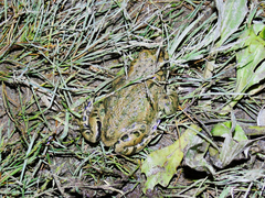 Bufotes latastii