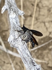 Ospriocerus aeacus