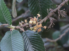 Cercocarpus macrophyllus
