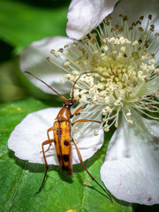 Stenurella septempunctata