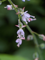 Circaea lutetiana
