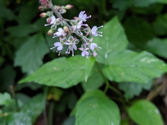 Circaea lutetiana