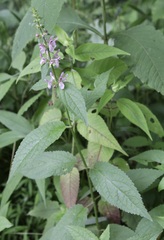 Stachys nuttallii