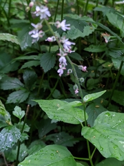 Circaea lutetiana