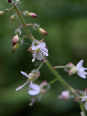 Circaea lutetiana