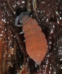 Pseudachorutinae