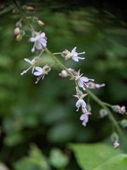 Circaea lutetiana