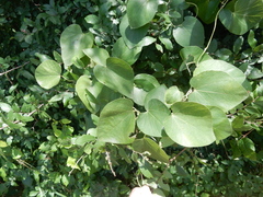 Aristolochia tomentosa