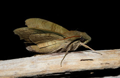Aleuron chloroptera