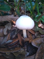 Agaricus californicus