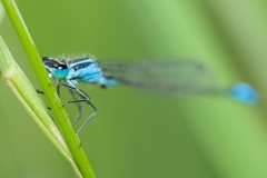 Ischnura elegans