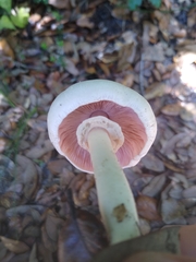 Agaricus californicus