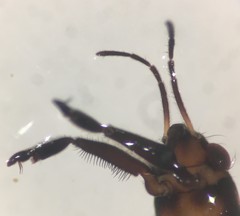 Rheumatobates clanis