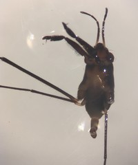 Rheumatobates clanis