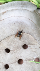 Sericomyia