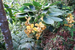 Senna bacillaris