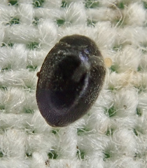 Stethorus pusillus