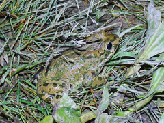 Bufotes latastii