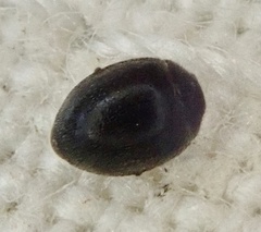 Stethorus pusillus