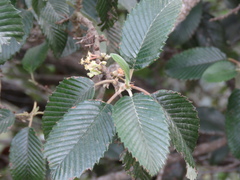 Cercocarpus macrophyllus