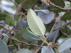 Cercocarpus macrophyllus