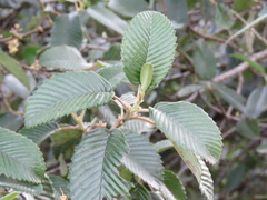 Cercocarpus macrophyllus