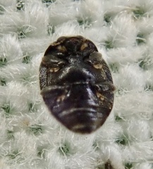 Stethorus pusillus