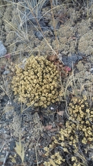 Colobanthus lycopodioides