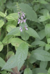 Stachys nuttallii