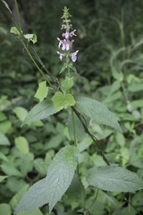 Stachys nuttallii