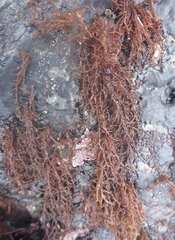 Gloiosiphonia verticillaris