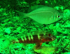 Parequula melbournensis