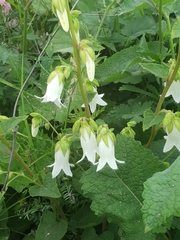 Campanula alliariifolia