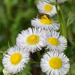 Philadelphia Fleabane - Photo (c) Jimmy Smith, some rights reserved (CC BY-NC-ND)