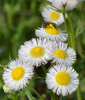 Philadelphia Fleabane - Photo (c) Jimmy Smith, some rights reserved (CC BY-NC-ND)